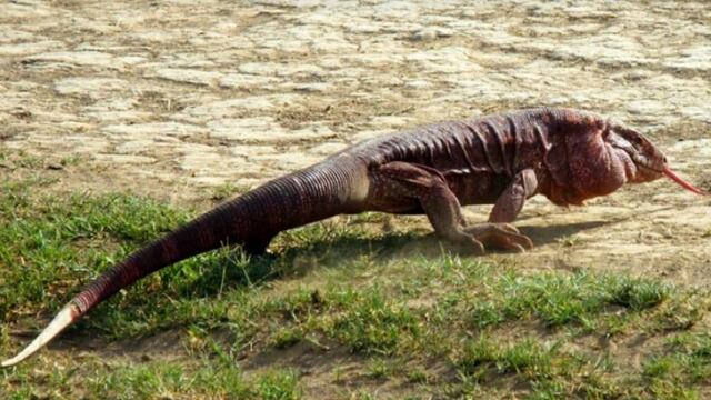 El ejemplar fue rescatado en Villa 9 de Julio por la Fundación FARA, y finalmente liberado en la localidad de Ticucho.