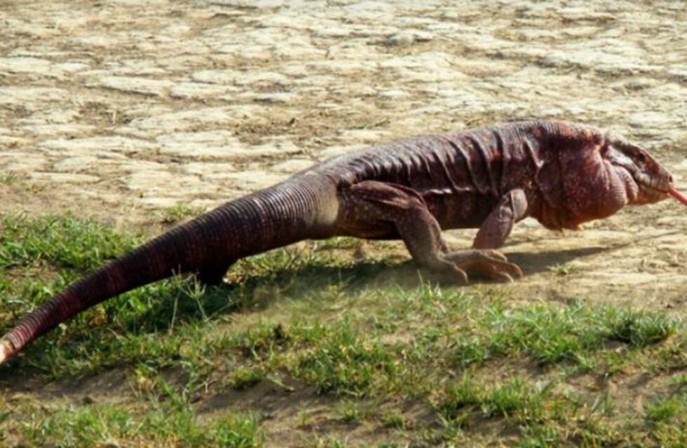 Tráfico ilegal de animales: liberaron a un caraguay en Ticucho