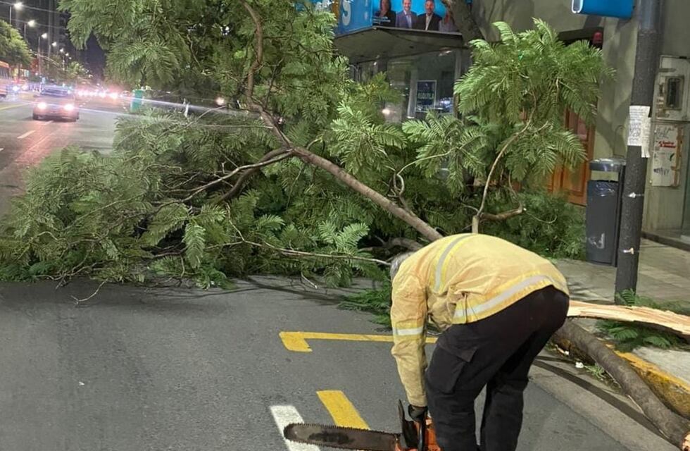 La otra cara del paso de la tormenta por Córdoba: árboles caídos, cortes de luz y calles intransitables