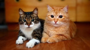 Cuándo y dónde será Juntada para Michis en Córdoba.