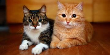 Cuándo y dónde será Juntada para Michis en Córdoba.