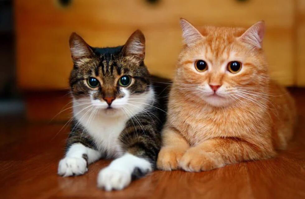 Juntada para Michis: de qué se trata la feria para los amantes de los felinos en Córdoba