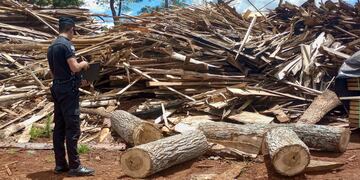 San Vicente: secuestran apeo ilegal de madera nativa.