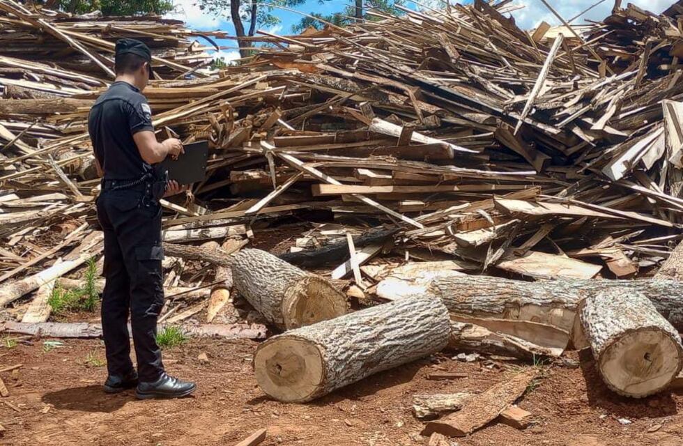 San Vicente: secuestran apeo ilegal de madera nativa