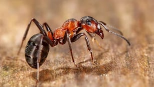 Adiós a las hormigas: el truco casero para eliminarlas definitivamente