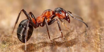Adiós a las hormigas: el truco casero para eliminarlas definitivamente