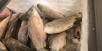“Misiones Pescado” arribará a El Soberbio, 25 de Mayo y Colonia Aurora este miércoles