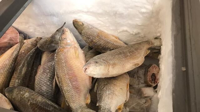 “Misiones Pescado” arribará a El Soberbio, 25 de Mayo y Colonia Aurora este miércoles