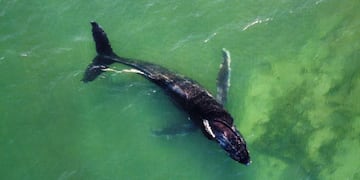 Ballena Jorobada