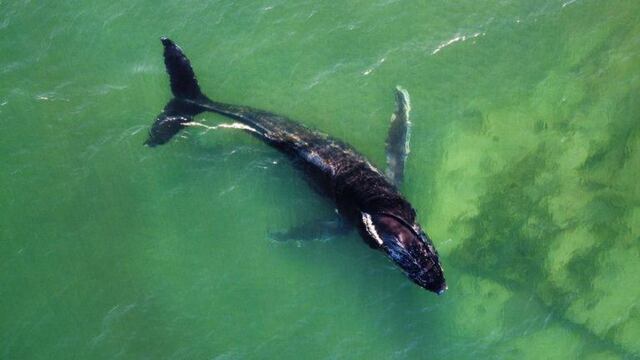 Ballena Jorobada