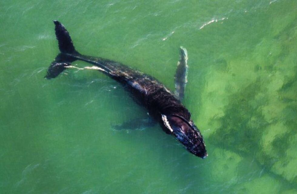 Apareció una ballena jorobada cerca de la costa de Las Grutas