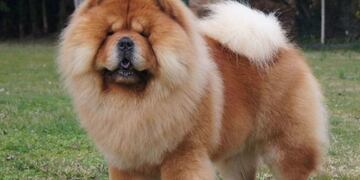 “¿Qué le hicieron a ese perro?”: el insólito corte de pelo a un Chow Chow que enojó a los usuarios de TikTok.