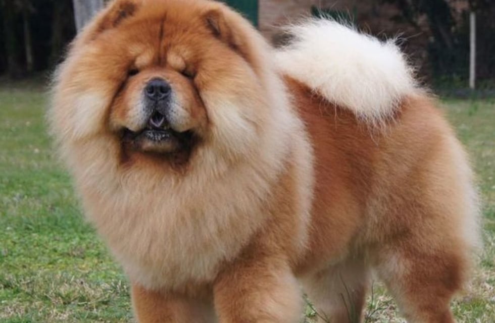 La mujer atacada por un perro Chow Chow en Córdoba explicó qué pasó