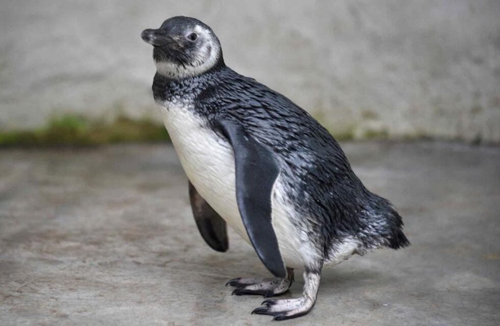 Intentaron ingresar un pingüino a un partido de fútbol