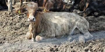 Basterra presentó en Chaco el Plan Ganadero Nacional