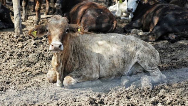 El objetivo principal es generar más producción cárnica bovina en la provincia.