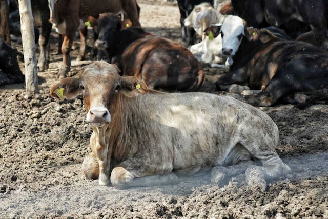 El objetivo principal es generar más producción cárnica bovina en la provincia.