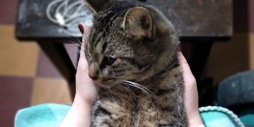 Ella es Kira, la gatita de Gisela que necesita la ayuda de todos para sobrevivir.