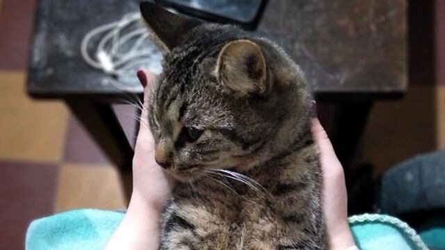 Ella es Kira, la gatita de Gisela que necesita la ayuda de todos para sobrevivir.