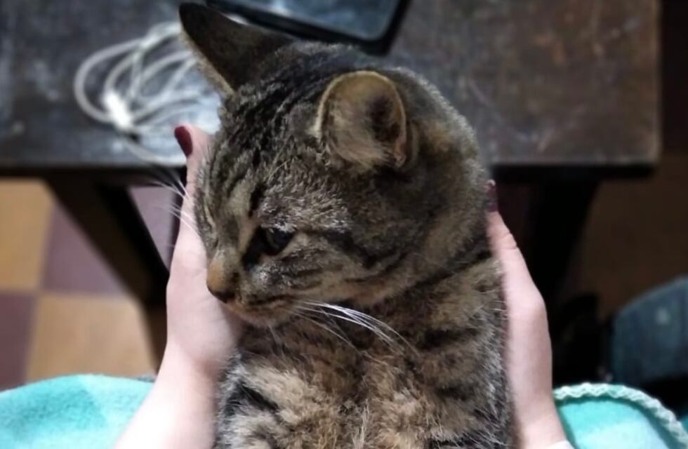 Adoptó a una gatita callejera y se convirtió en familia: hoy pide ayuda para que pueda sobrevivir