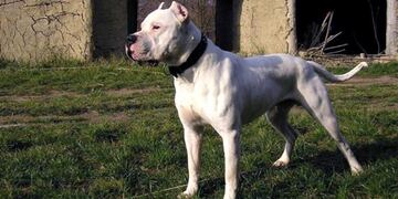 Conmoción en La Paz: un niño fue atacado por un perro y quedó internado (imagen ilustrativa)