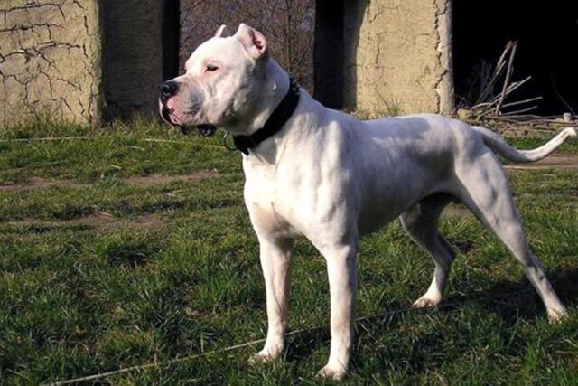 Un dogo atacó y mató a una beba de un año este viernes por la noche, en Rivadavia. Foto: Imagen ilustrativa