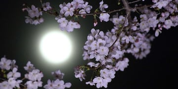 Lo que nadie sabía: por qué algunas plantas solo liberan fragancia en la noche