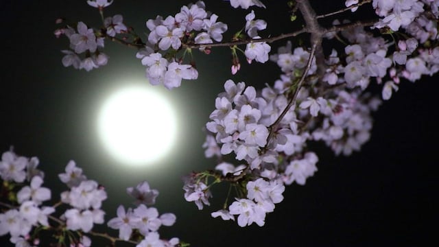 Lo que nadie sabía: por qué algunas plantas solo liberan fragancia en la noche