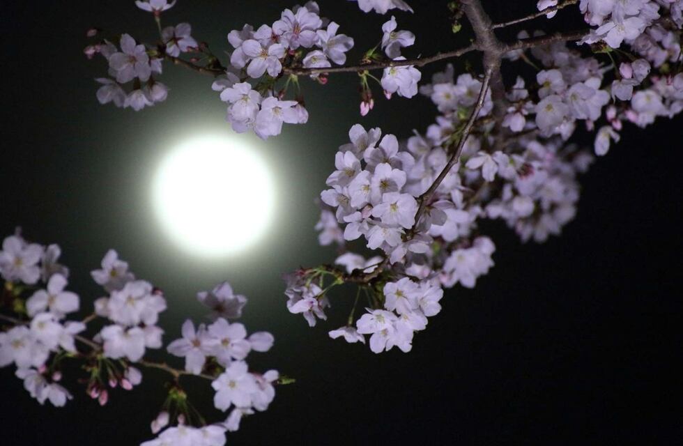Lo que nadie sabía: por qué algunas plantas solo liberan fragancia en la noche