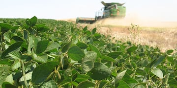 Cultivo en Argentina