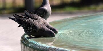 días de mucho calor (Foto: Tomy Fragueiro)