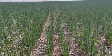 ESTRÉS. Un lote afectado por la falta de agua en Villa Valeria, en el sur de Córdoba. (Gentileza Bolsa de Cereales)