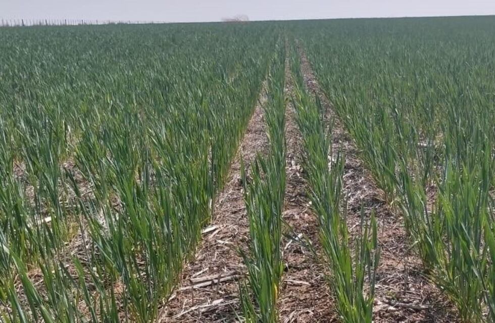 Declaran la emergencia agropecuaria por sequía en 21 departamentos de Córdoba