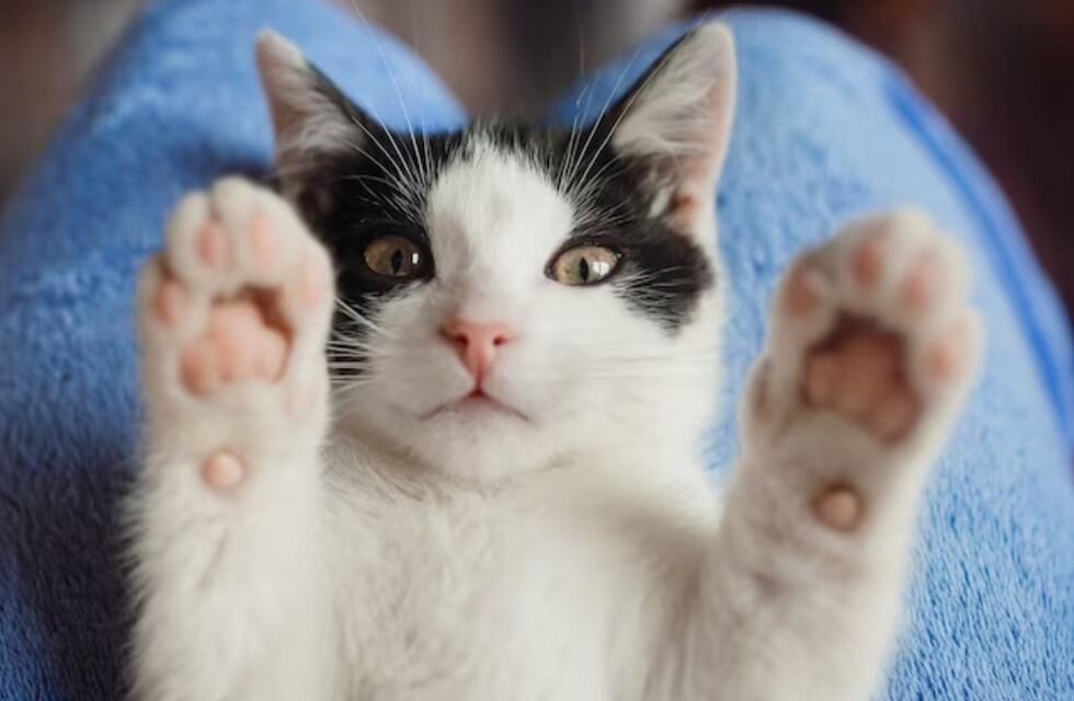 Por qué los gatos son los reyes del Internet