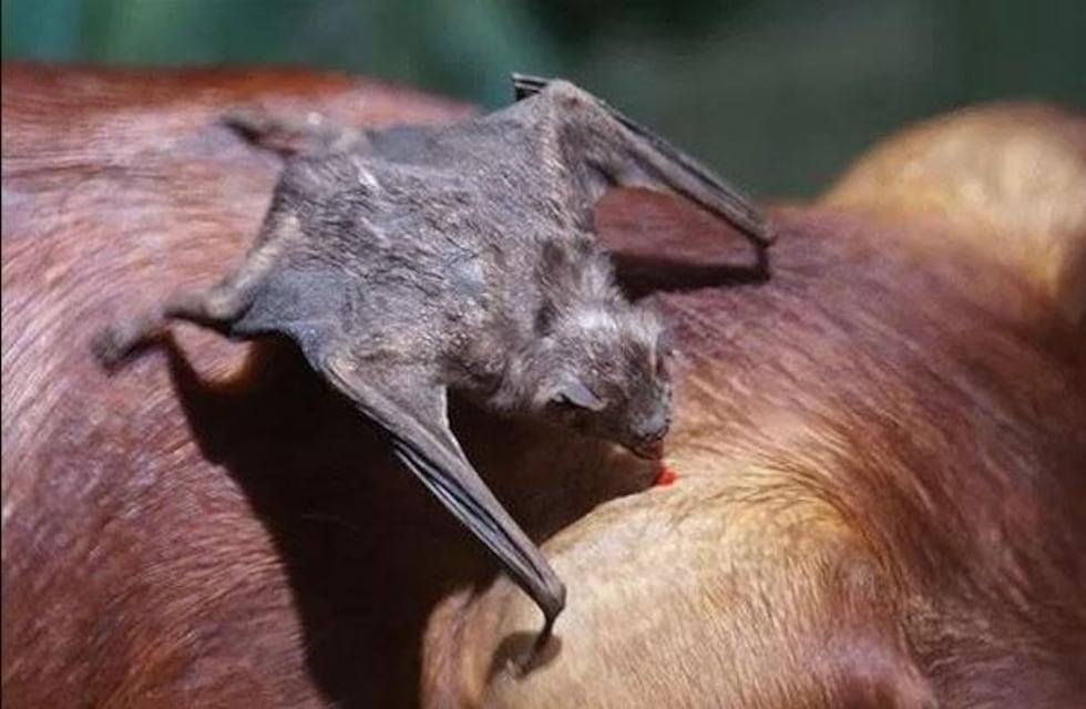 Detectan Murciélago con rabia en Claromecó y activan protocolo sanitario