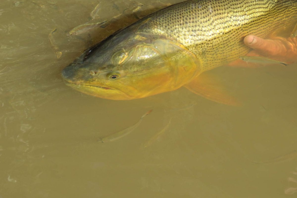Pesca Deportiva