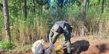 Gendarmería incautó marihuana en Puerto Esperanza.