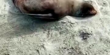 Fue derivado al Centro de Rehabilitación del Aquarium
