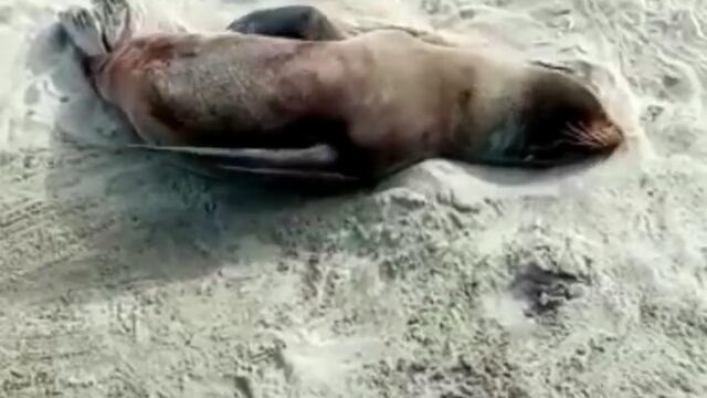 Fue derivado al Centro de Rehabilitación del Aquarium