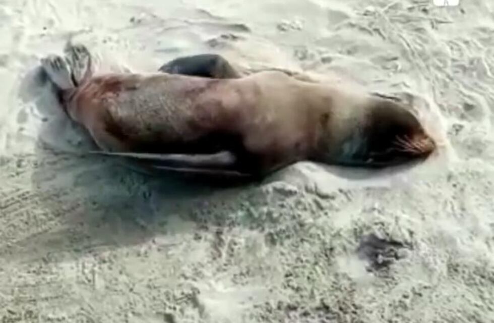 Rescataron a un lobo marino herido en Mar de Cobo