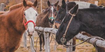 Equinos preparados para ir a la manga
