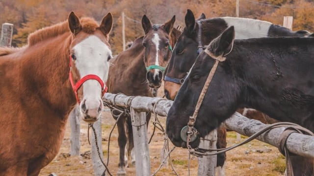 Equinos preparados para ir a la manga