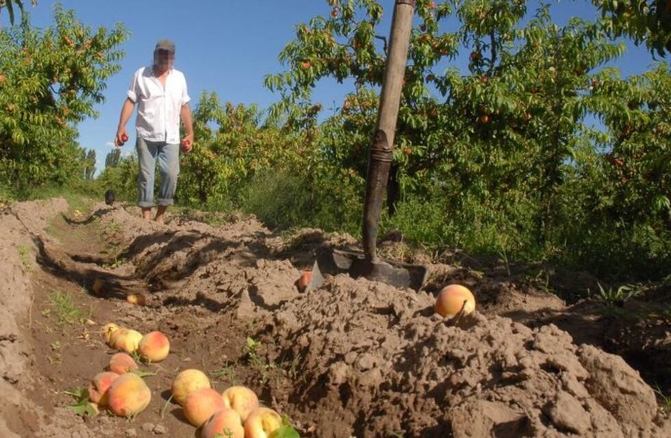 Robo de duraznos en el Valle de Uco y el Este de Mendoza: negocio y falta de controles