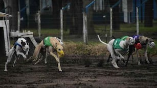 Carreras de perros galgo. Imagen Ilustrativa (Archivo)