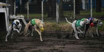 Carreras de perros galgo. Imagen Ilustrativa (Archivo)