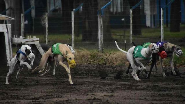 Carreras de perros galgo. Imagen Ilustrativa (Archivo)