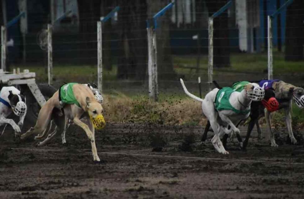 Un hombre fue detenido por organizar carreras de galgos clandestinas en Tupungato