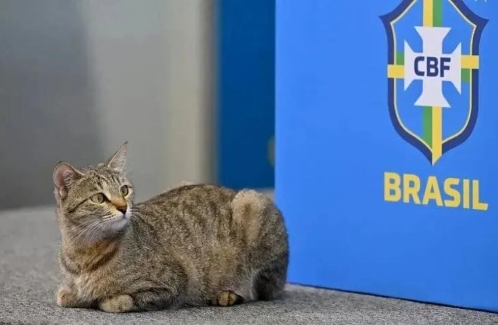 La maldición del gato que persigue a Brasil desde el Mundial de Qatar 2022: ¿7 años de mala suerte?