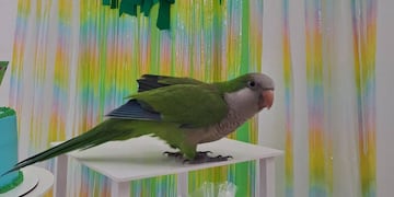 El ave fue protagonista de un evento inusual en el Club Argentino.