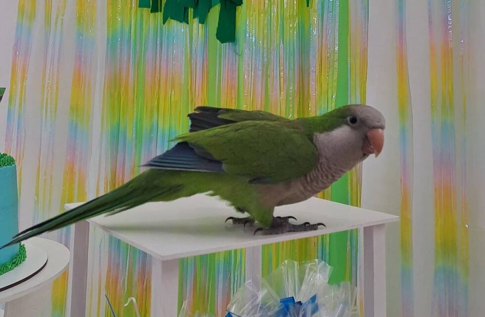 Su loro cumplió 6 años en Santo Tomé y le armaron una fiesta temática